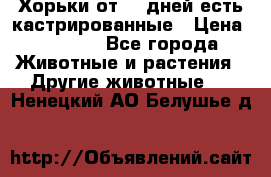   Хорьки от 35 дней есть кастрированные › Цена ­ 2 000 - Все города Животные и растения » Другие животные   . Ненецкий АО,Белушье д.